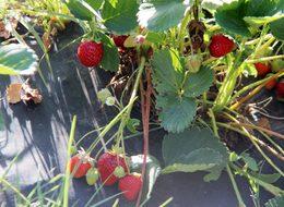 Hibe destekli organik çilek üretti, siparişleri yetiştiremiyor