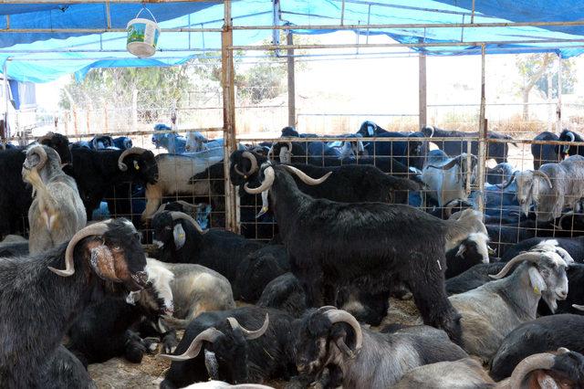 140 kiloluk teke, 3 bin liradan alıcı buldu 1