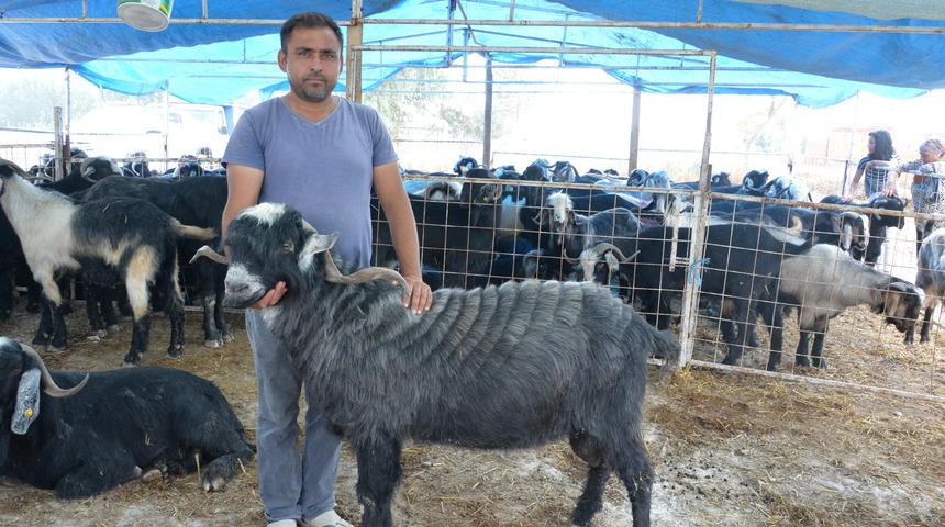 140 kiloluk teke, 3 bin liradan alıcı buldu