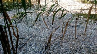Manisa'nın Kırkağaç ilçesinde korkutan görüntü! Binlerce balık telef oldu!