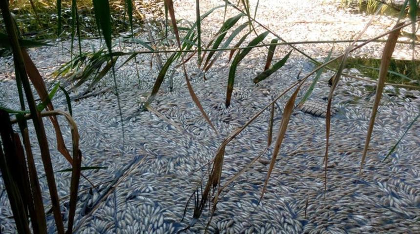 Manisa'nın Kırkağaç ilçesinde korkutan görüntü! Binlerce balık telef oldu!