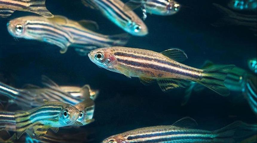 O hastalığa umut ışığı oldu! T&uuml;m organları yeniliyor