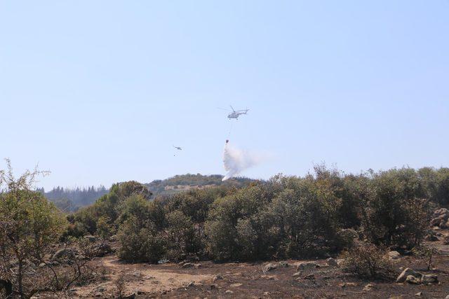 Bergama'da 8 hektar fıstık çamı ormanı yandı