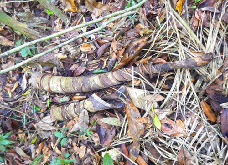 Dünyanın en ilkel kabilesiydi ama şimdi... G3