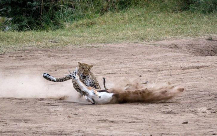 Leopar, savunmasız ceylanı 2 dakika içinde böyle avladı! G1