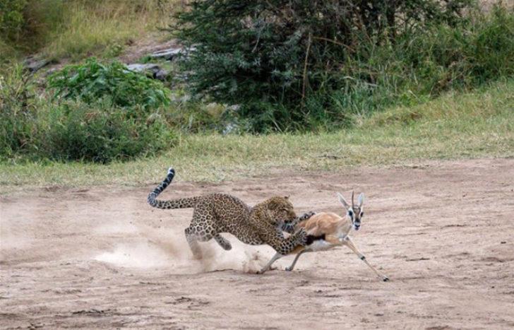 Leopar, savunmasız ceylanı 2 dakika içinde böyle avladı! G3