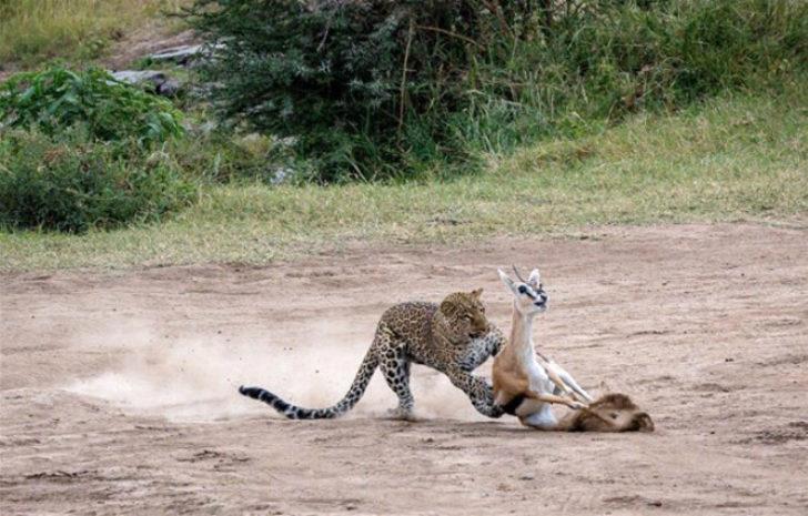 Leopar, savunmasız ceylanı 2 dakika içinde böyle avladı! G4
