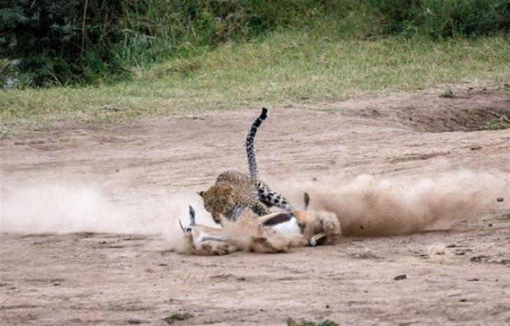 Leopar, savunmasız ceylanı 2 dakika içinde böyle avladı! G5