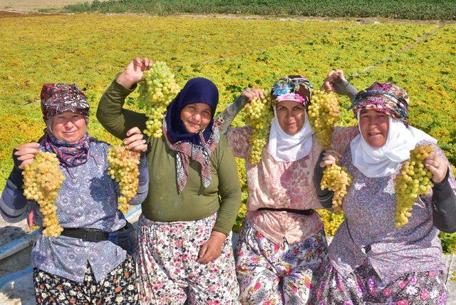 Kuru üzüm üreticisi kilosuna 9 TL fiyat istiyor