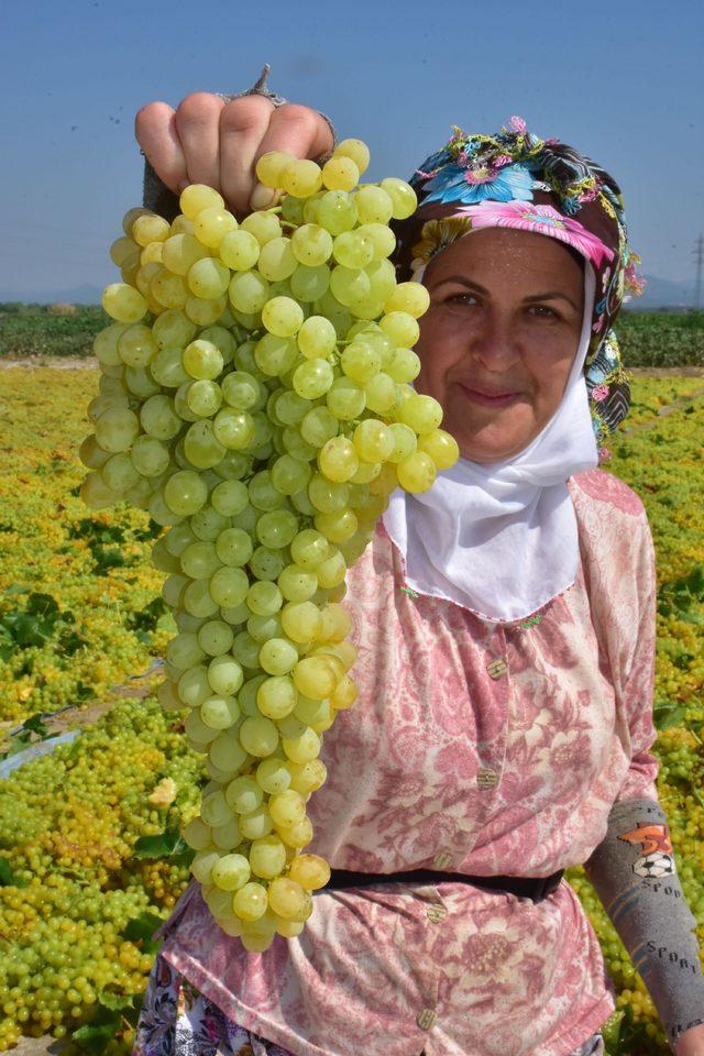 Kuru üzüm üreticisi kilosuna 9 TL fiyat istiyor