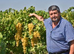 Kuru üzüm üreticisi kilosuna 9 TL fiyat istiyor