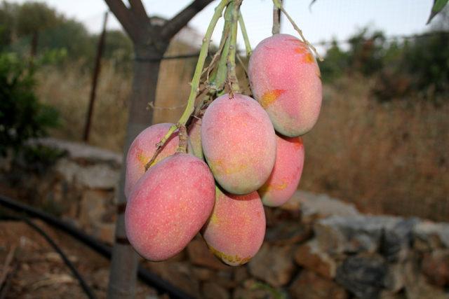 Gazipaşalı mangonun tanesi 8 liraya alıcı buluyor