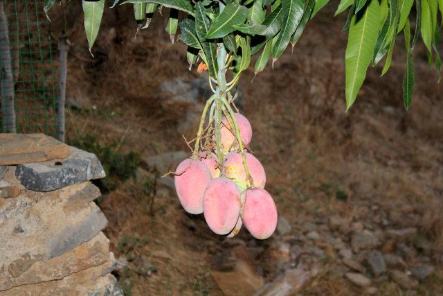 Gazipaşalı mangonun tanesi 8 liraya alıcı buluyor