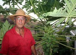 Gazipaşalı mangonun tanesi 8 liraya alıcı buluyor