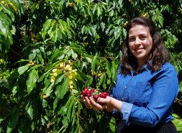 Darboğaz'ın kiraz geliri 15 milyon TL