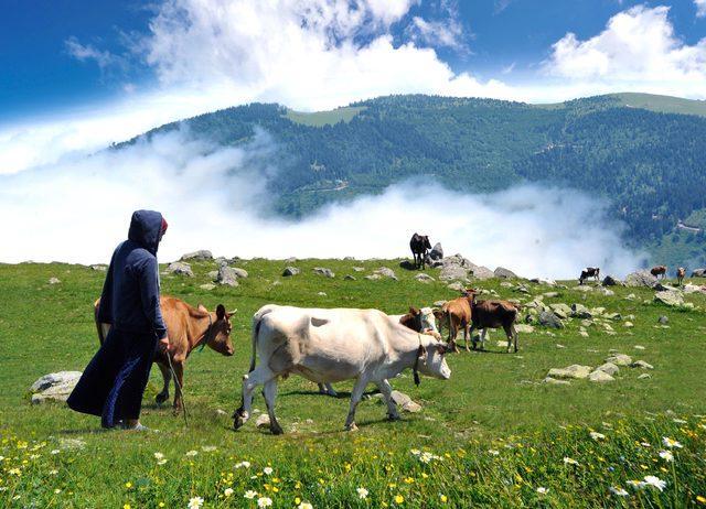 Karadeniz yaylalarında bayram renkleri