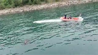 Bayramın birinci günü Rize'de denize giren kurbanlık dana Trabzon sahilinde bulundu!