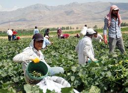 Niğde'den 10 ülkeye ev tipi turşu ihraç ediliyor