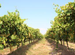 Yaş üzüm ihracatı yüzde 43 arttı