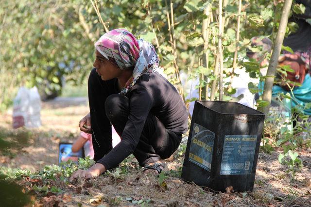 Fındık üreticisinin beklentisi 15 lira