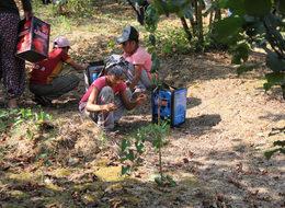 Fındık üreticisinin beklentisi 15 lira