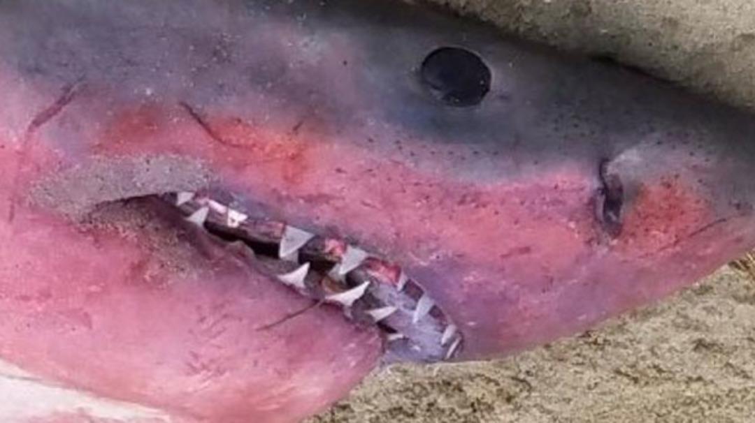 3 metre uzunluğunda, kırmızı mor k&ouml;pekbalığı bilim insanlarını şaşırttı