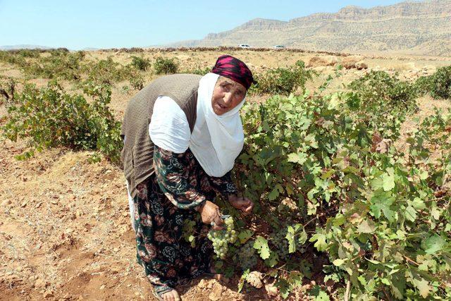 Mardin'de bağ bozumu başladı 