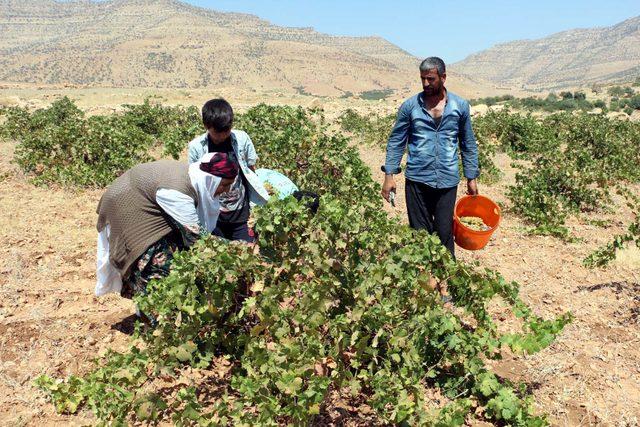 Mardin'de bağ bozumu başladı 