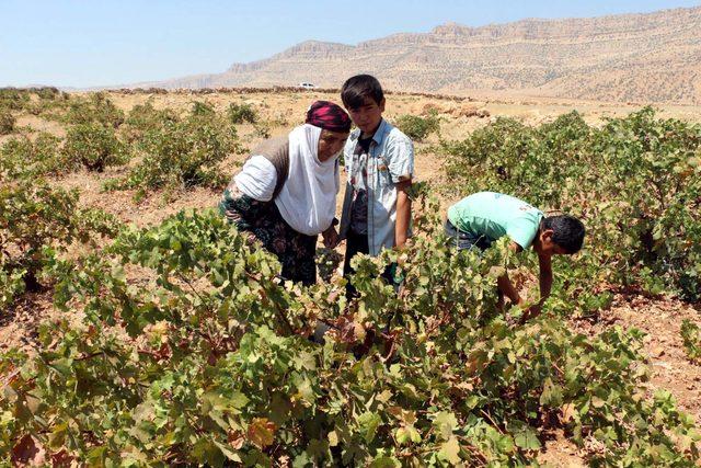 Mardin'de bağ bozumu başladı 