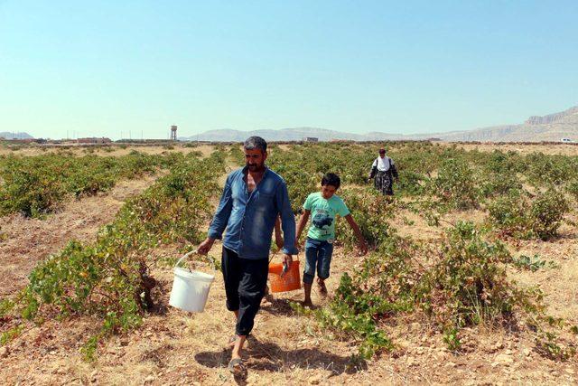 Mardin'de bağ bozumu başladı 