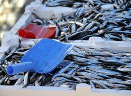 'Vira bismillah' demek için 1 Eylül'ü bekliyorlar