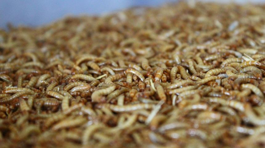 İnsanlar bakmaya korkuyor! O kilosunu 90 TL'den satıyor