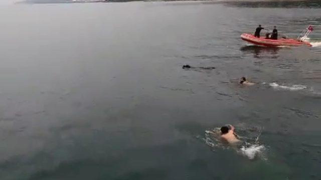 Rize'den Trabzon'a yüzen boğa kesilecek mi? Son karar verildi