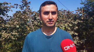 Üretici TMO'nun fındık fiyatını açıklamasını bekliyor