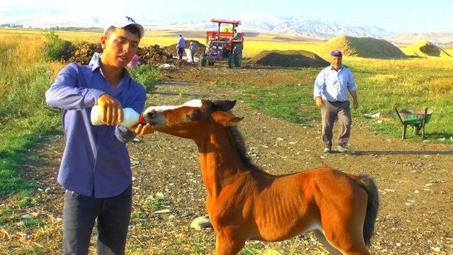 Annesi ölen tayı biberonla besliyorlar