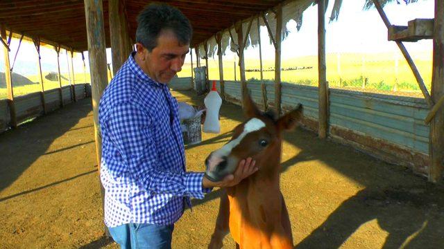 Annesi ölen tayı biberonla besliyorlar