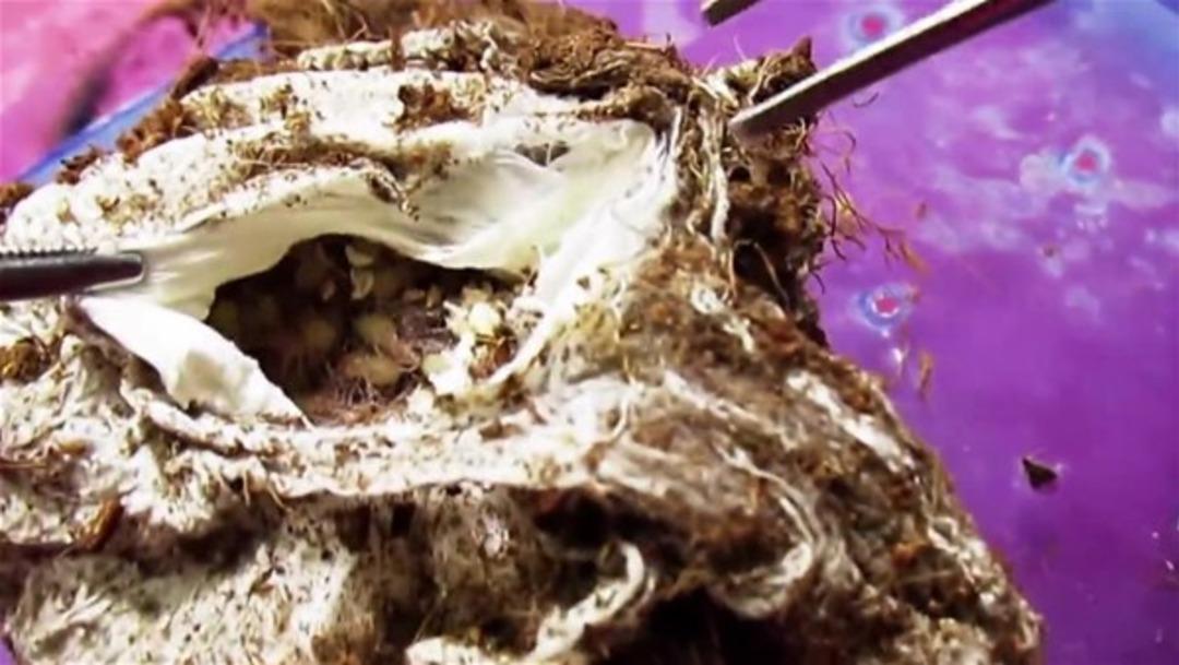 Tarantulanın yumurtasından bunlar &ccedil;ıktı 