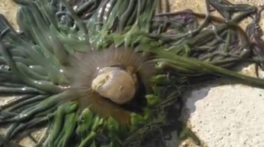 Çanakkale'de korkunç olay! Denize giren 12 yaşındaki kızın yüzüne çarptı