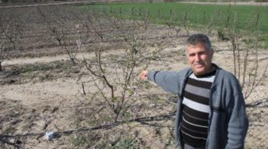 Yumurtalık&rsquo;ta Şeftali Ağa&ccedil;ları &Ccedil;i&ccedil;ek A&ccedil;tı