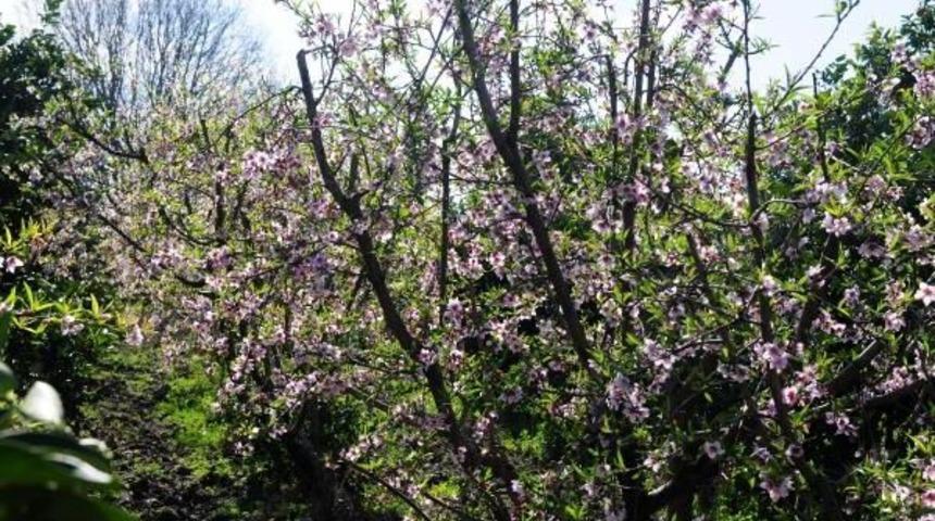 Şeftali Ağa&ccedil;ları &Ccedil;i&ccedil;ek A&ccedil;tı