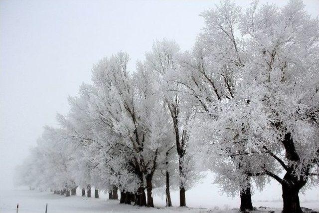 Erzurum’da Düşen Kırağı İzlenmeye Değer Manzaralar Oluşturdu