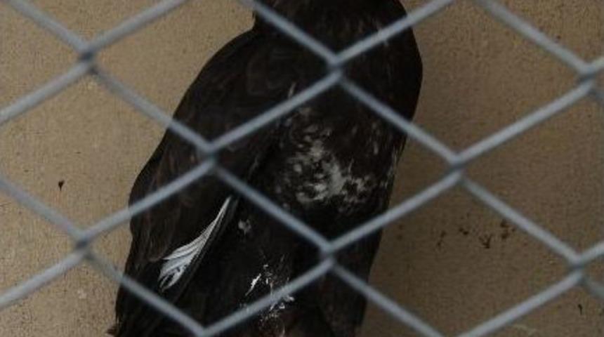 Baykuş Ve Şahin Avcıların Hedefi Oldu