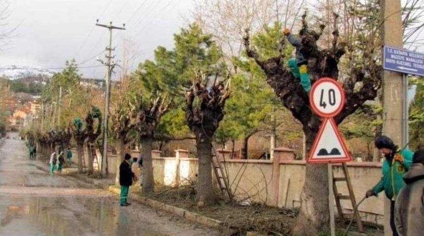 K&uuml;tahya Belediyesi&rsquo;nden Ağa&ccedil; Bakım Ve Budama &Ccedil;alışması