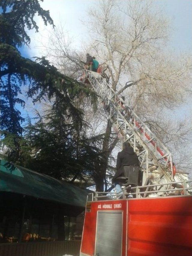 Kütahya Belediyesi’nden Ağaç Bakım Ve Budama Çalışması