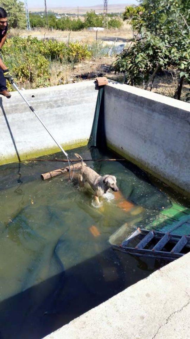 Sulama havuzuna düşen köpeği itfaiye kurtardı 