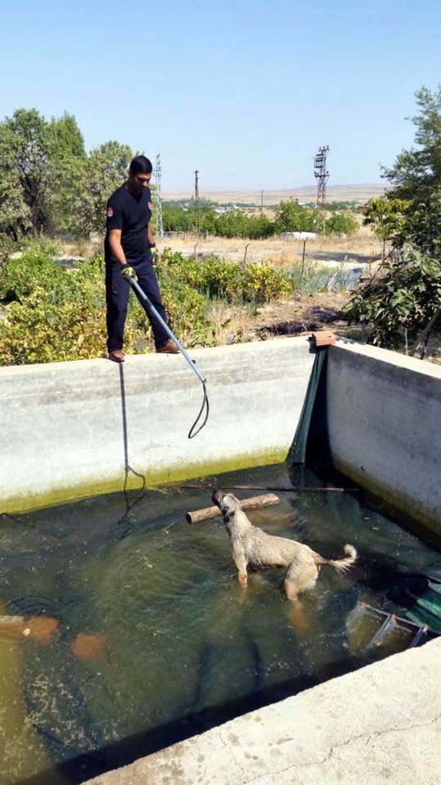 Sulama havuzuna düşen köpeği itfaiye kurtardı 