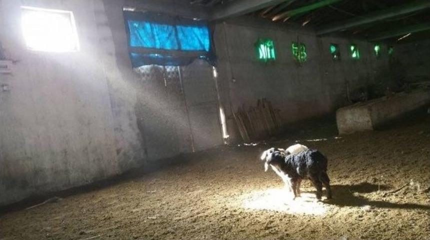 Oğlakların G&uuml;neşlenme Keyfi