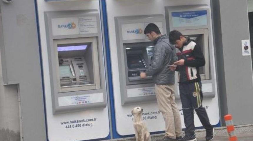 Liseli Kızlar Sokak K&ouml;peğini S&uuml;tle Besledi