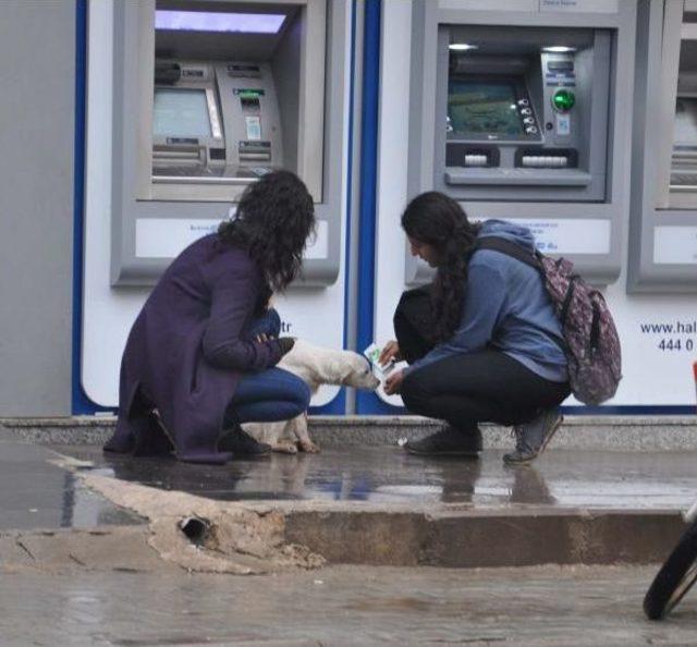 Liseli Kızlar Sokak Köpeğini Sütle Besledi