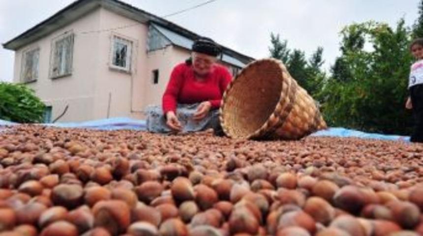 Fındık Alanları Tespit Edildi